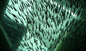 Czy głębinowe hodowle ryb to przyszłość akwakultury? Forever Oceans uważa, że tak